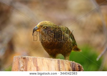 The Kea ( Nestor Notabilis ) Sitting On A Dry Tree Trunk.the Well-known Australian Parrot In Brown O
