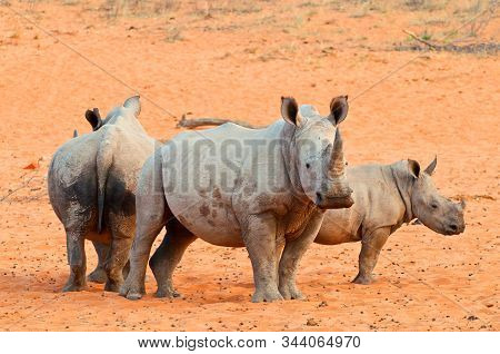 The White Rhinoceros Or Square Lipped Rhinoceros (ceratotherium Simum) Waterberg Plateau Park A Nati