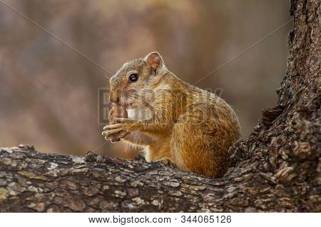 Tree Squirrel, Paraxerus Cepapi Chobiensis, Eating Nut In The Nature Habitat, Botswana, Africa.