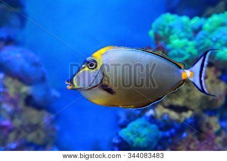 Naso Lituratus - Barcheek Unicornfish - Marine Fish