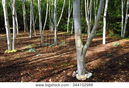 Himalayan Silver Birch With Their Pure White Trunks  In Winter Garden.