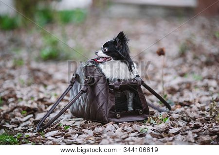 Pet Travel Carrier. Pet Carrier For Small Dog. Dog Carry Bag. Chihuahua And Pet Carry Case. Transpor