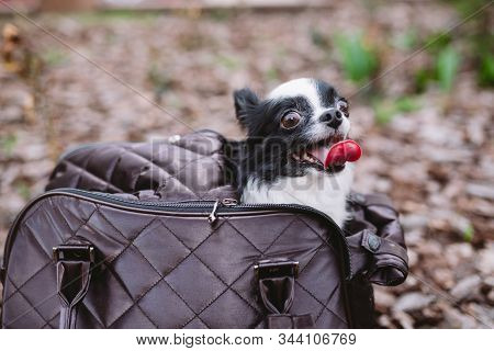 Pet Travel Carrier. Pet Carrier For Small Dog. Dog Carry Bag. Chihuahua And Pet Carry Case. Transpor