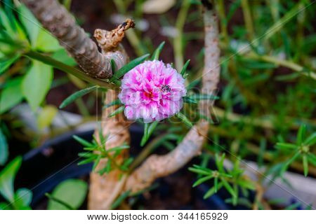 Summer Flower Landscape Scene With Pink Cosmos Flowers - In Latin Cosmos Bipinnatus - At The Summer 