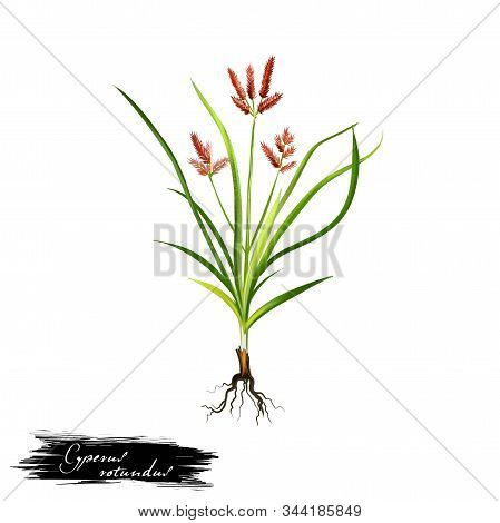 Nagarmotha - Cyperus Rotundus Ayurvedic Herb, Flower. Digital Art Illustration With Text Isolated On