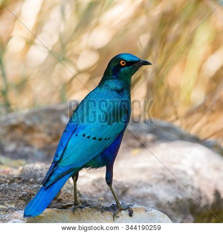 Close-up Natural Glossy Cape Starling (lamprotornis Nitens)