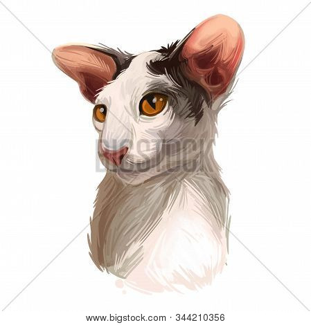 Oriental Bicolor Cat Cof Oriental Type, Short-haired Breed. Digital Art Illustration Of Hand Drawn K