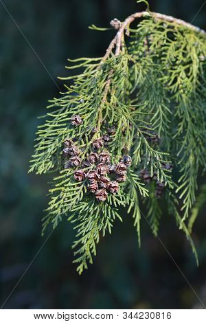 False Cypress - Latin Name - Chamaecyparis Lawsoniana