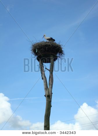 Stork