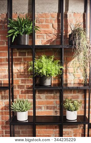 Indoor Plants In Pots On A Shelf Against The Background Of A Red Brick Wall. Loft Interior Design.