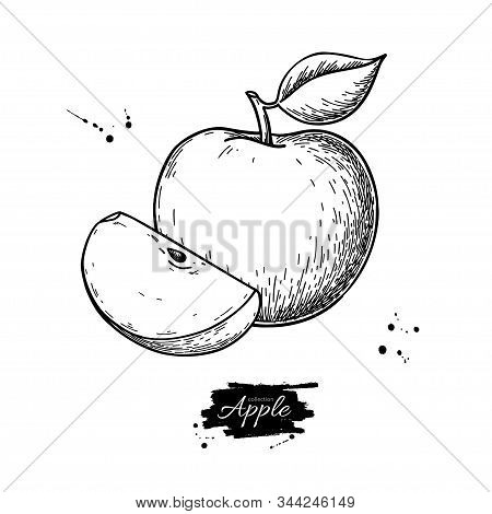 Apple Vector Drawing. Hand Drawn Fruit And Slice. Summer Food