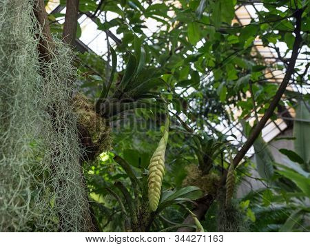 Bromelia Or Green Bromelia Plant In The Garden.