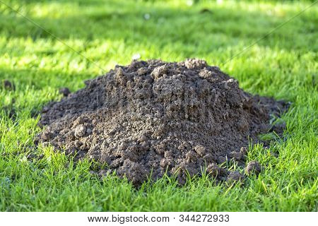A Molehill In A Garden Made By Moles.