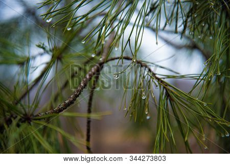 Water Drops On Pine Needles. Raindrops On Pine Needles Close-up. Rain In The Pine Forest.