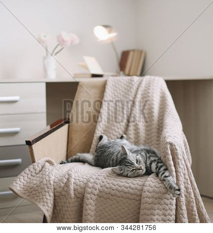 Home Pet Cute Kitten Cat Lying In The Chair With Funny Looking Close Up Photo. Cute Scottish Straigh
