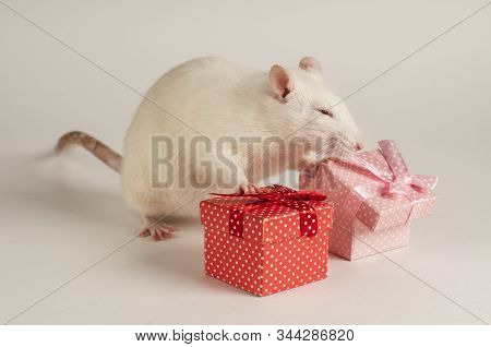White Pet Rat On A White Background With Gifts