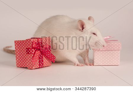 White Pet Rat On A White Background With Gifts