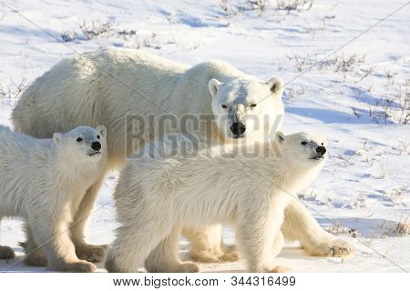A mother polar bear walks with her two cubs in the wild in Churchill, Manitoba Canada.  Adventure trips to view these animals are very popular vacation options.