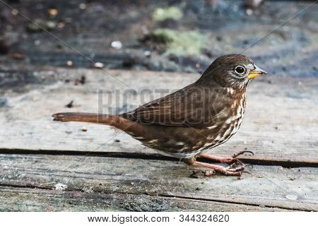 A Picture Of A Fox Sparrow Perching On The Ground.
   Vancouver　 Bc 　canada