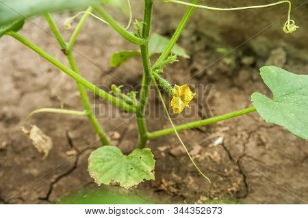 Close-up Of Cucumbers In A Greenhouse. Cucumbers Grow And Place For Text. Natural Texture Of Cucumbe