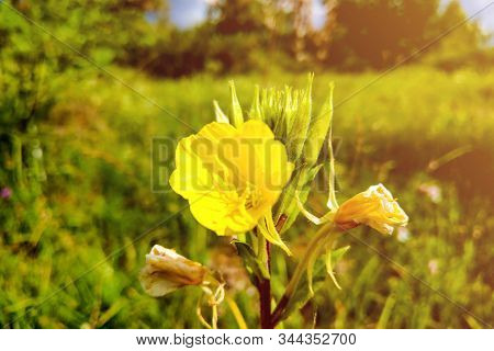 Oenothera Macrocarpa, The Bigfruit Evening Primrose, Nature.