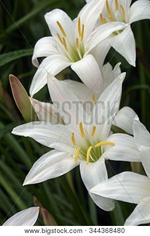 Close-up Image Of Atamasco Lily Flowers (zephyranthes Atamasco).
