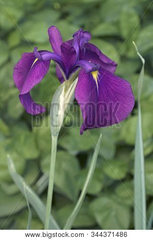Silverband Iris Flower.