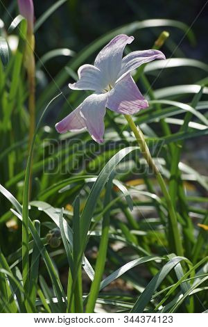 White Labuffarosa Rain Lily Flower.