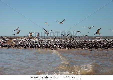 Flying Black Skimmer Terns Rynchops Niger
