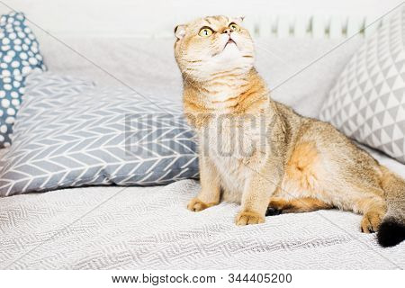 Scottish Fold Red-haired Apricot Ticked Cat Lies On A Gray Bedspread Surrounded By Pillows. Cozy Hou