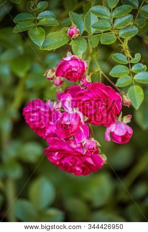 Close-up Of Branch Climbing Rose Of Old Excelsa Variety. Small Red Flowers On Background Of Green Le