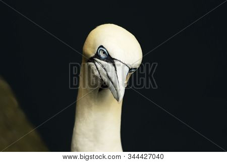 Close-up Of A Northern Gannet (morus Bassanus) Against Black Background In Noss, Shetland Islands, U