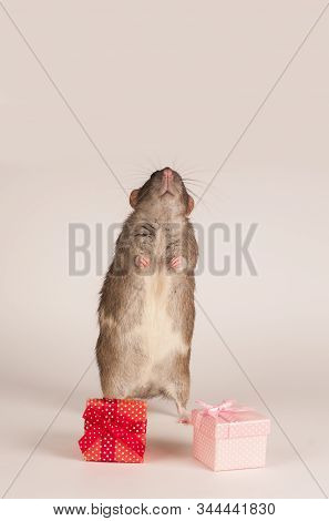 A Gray Rat Stands On Its Hind Legs With Gifts On A White Background