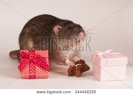 A Gray Rat Nibbles On A Gingerbread Surrounded By Gift Boxes