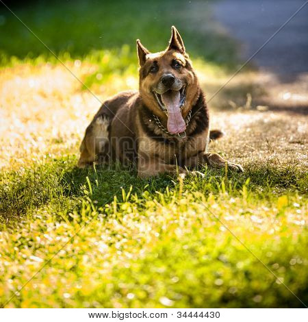 Smukke schæferhund (Alsace) udendørs, i varm aftenlys