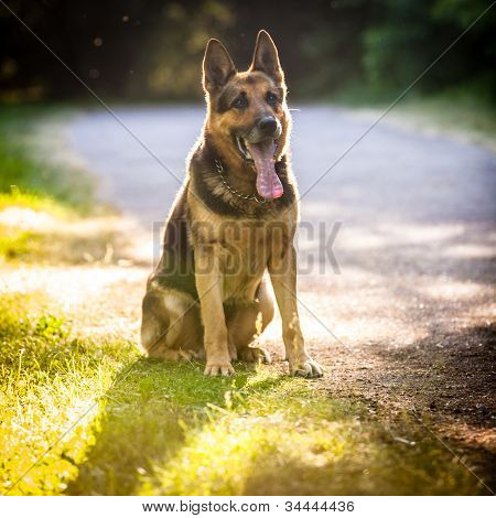 Smukke schæferhund (Alsace) udendørs, i varm aftenlys