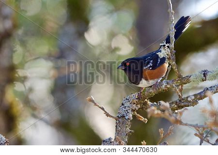 Spotted Towhee Perched On Oak Branch, Poised To Fly, Shows Its Black And White Spotted Plumage And R