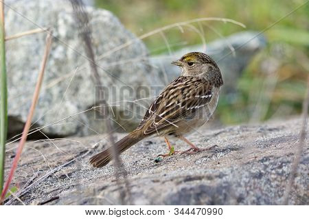 Nonbreeding Golden-crowned Sparrow Stands On Rock In The Fall On Southern Vancouver Island, British 