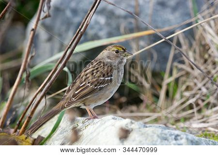 Golden-crowned Sparrow Stands On White Rock Amongst Grasses And Twigs, Island View Beach, Vancouver 
