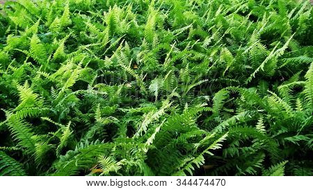 Pteridophyta Green Forest With More Freshness