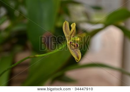 Mormolyca ringens