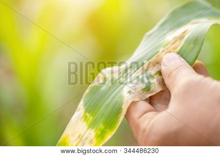 Farmer Working In The Field Of Corn Tree And Research Or Checking Problem About Aphis Or Worm Eating