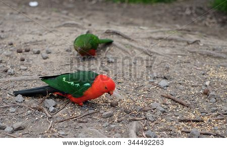 Australian Parrots Along The Great Ocean Road - Kennett River, Vic, Australia