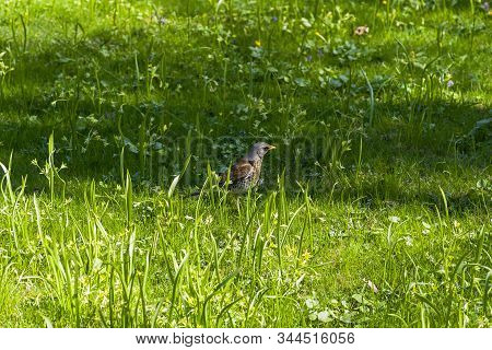 Fieldbird (turdus Pilaris) In The Grass. Sunny Day At The End Of April.