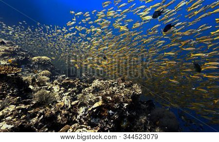 Dramtic Underwater Photo Of School Of Fish (yellow Snappers). From A Scuba Dive Around Phi Phi Islan