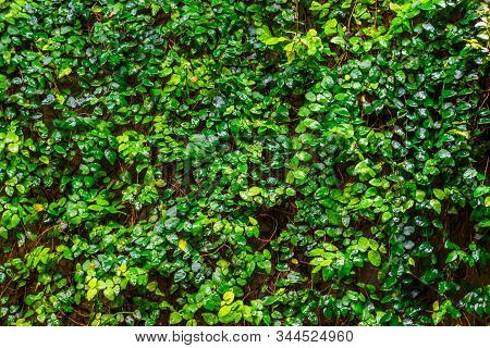 Creeping Fig Plant Growing On A Wall, Tropical Climbing Plant Specie, Vines With Many Green Leaves, 