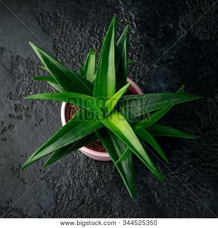 Aloe Vera Succulent House Plant Dark Green Leaves In Pink Pot, Cachepot On Black Background