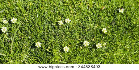 White Flowers Munchy Scattered Over The Lawn Grass