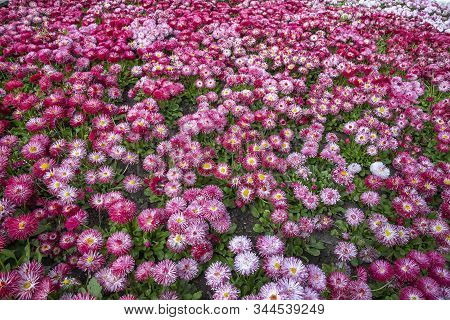 Carpet Of Mixed Colorful Flowers Of Common Daisy- Monstrosa. Corsican Bellis Perennis Flower.