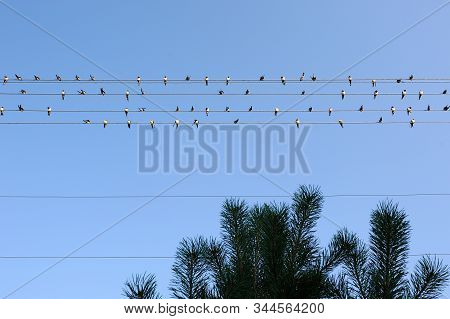 A Flock Of Barn Swallows Perched On Power Lines Against A Blue Sky